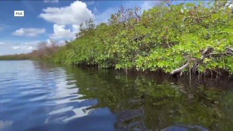 Researchers studying how much protection mangroves and beach dunes provided from Ian's storm surge