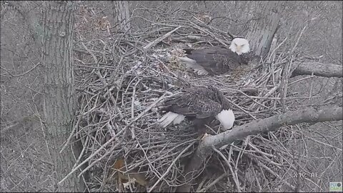 Hays Eagles Dad climbs down the nest for another squirrel encounter 2.18.22 14:33