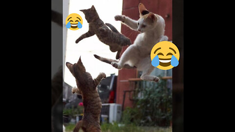 Cat fight🤣🤣