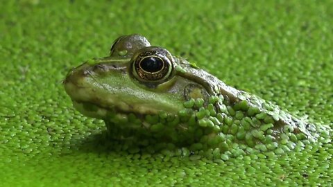 Closeup on a frog in a marsh water