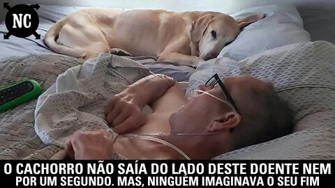 O cachorro não saía do lado deste doente nem por um segundo. Mas, ninguém imaginava o seu fim