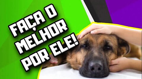 O MÍNIMO que você tem que fazer por seu Cachorro Doente Renal! | Dr. Edgard Gomes | Alimentação Cães