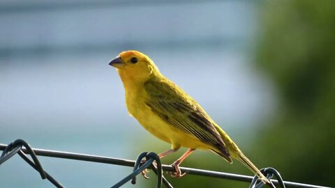 O Melhor canto de Canário da Terra para Esquentar e Treinar seu Pássaro