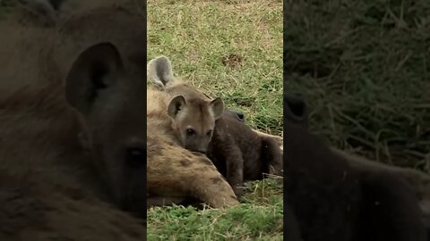 What Does a Hyena Pup Look Like?🤔#shorts #safari #travelling