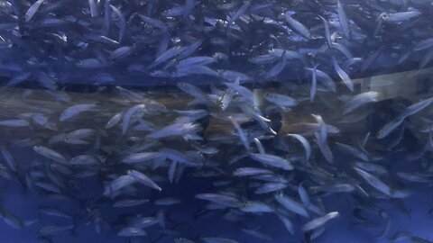 Pacific sardines