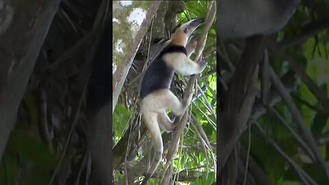 Tamandua Anteater Climbing Tree #shorts #short