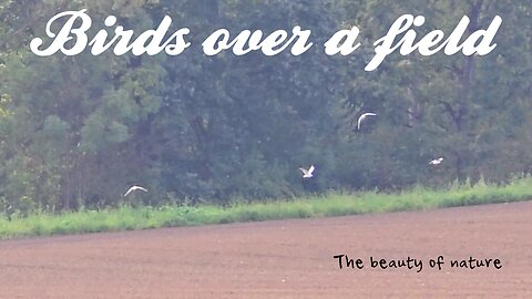 Birds over a field / beautiful white birds in flight.