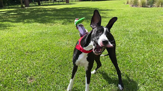 Great Dane humorously models her squirrel costume