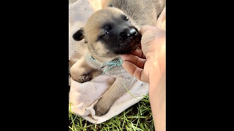 Precious, 2 1/2 week old Malinois puppies go outside for the first time.