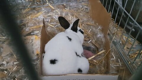 Dwarf rabbits taking care of newborn kits baby bunnies bunny. Mini Rex Dalmatiner