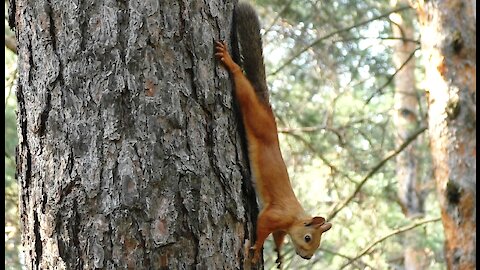 Red squirrel-fashion model