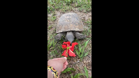 Turtle Eating a Hibiscus