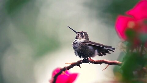 "Hummingbirds: Exploring the Secrets of Nature’s Speedsters"