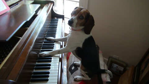 Beagle Dog Plays the Piano