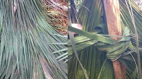 PRIMITIVE SURVIVAL, Palm Frond One Person Quick Shelter