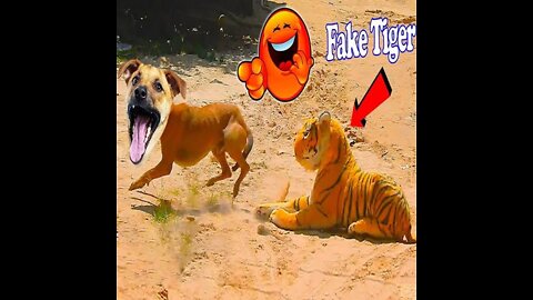 ##Funny Animal Video || Video Of Funny Clip🤪😝😝🤗🤑🤑