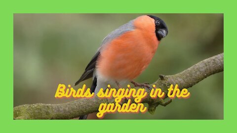 Birds singing in the garden