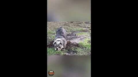 Funny English Bulldog Compilation Videos 2022 | Episode 3