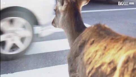 Bien élevé, ce cerf attend le feu vert pour traverser