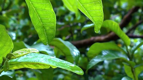 Beautiful Tropical Rain Forest Rain Sounds