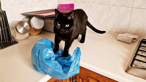 The saga of plastic bags with Luna