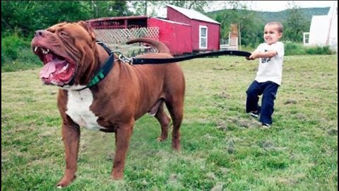 The BIGGEST PITBULL In The World