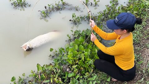 MOST DANGEROUS FISH TRAP WITH GEODUCK FOR SURVIVAL SKILLS!