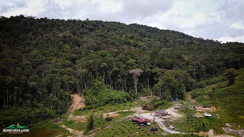 Black Eagle (Ictinaetus malaiensis) Buzzes Our Drone at Pa' Derong, Bario Highlands