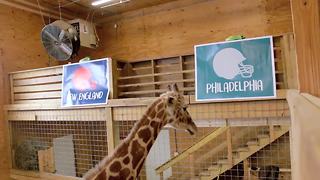 April the giraffe picks the Super Bowl winner