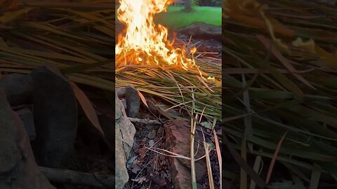 Survival fire bedding #survival #shorts #fire