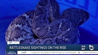 Rattlesnake sightings on the rise in San Diego County