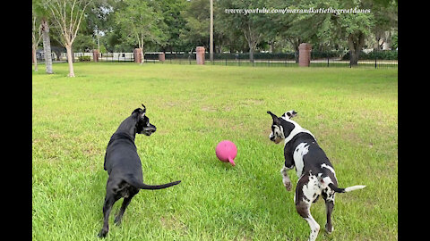 Funny Great Danes Chase Cars And Their Jolly Ball And More Cars