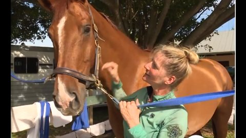 Horse rescued from canal in West Boca