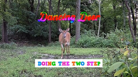 A Deer doing a two step dance!