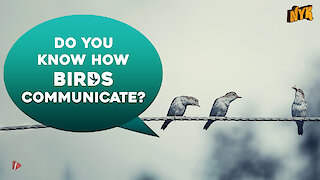 How do birds communicate?