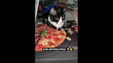 Cute cat loves pizza 🍕😹