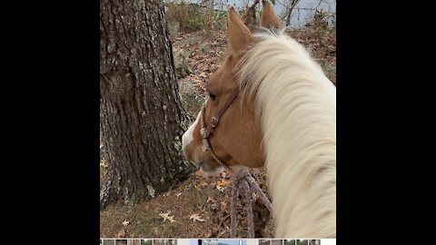 Wonderful trail horse