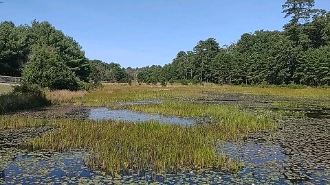 Pond View