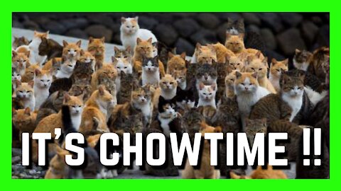 Feeding Time For A Bunch Of "Use To Be Stray" Cats | Cute Cats