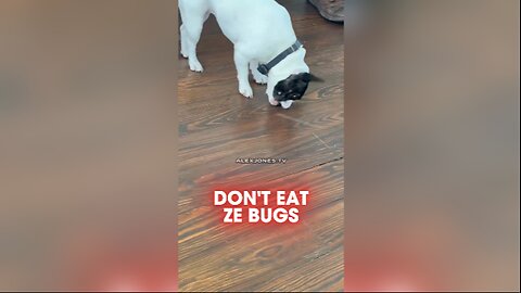 Alex Jones' Bulldog Eats Ze Bugs