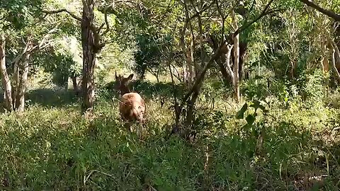 Komodo Dragon attack Deer in wild