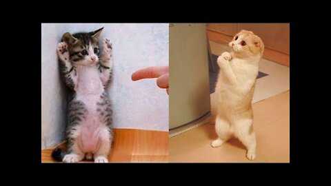 Funniest 🐱‍👓Animals - 😁Best Of The 2021 Funny Animal Videos