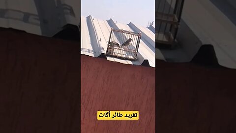 تغريد طائر أگات الكناري