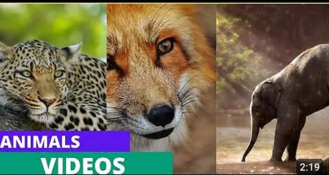 Animals Video /Happy animals/Nature/ animal videos 2024