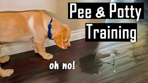 How to Pee and Potty Train your Puppy at Home