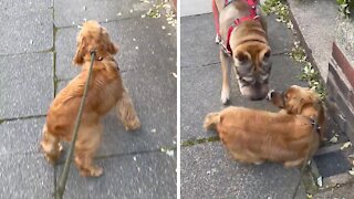 Pup does hilarious but wiggle when he sees his best friend