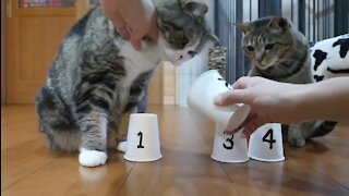 Super Smart Cats Play (And Win) The Shuffle Game