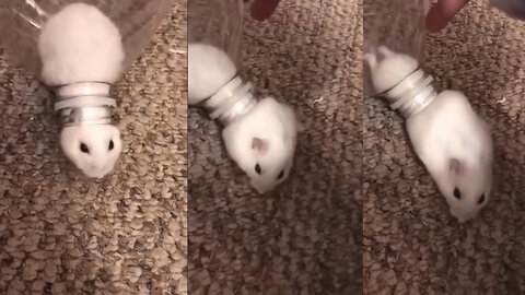 A cute mouse stuck