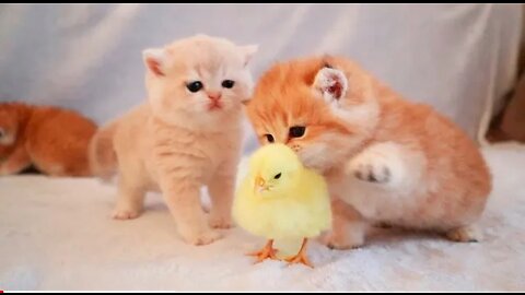 Kittens walk with a tiny chicken