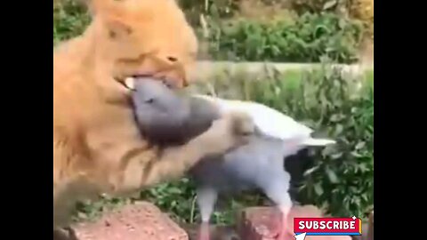 Lovely fight of funny cat and pigeon 🥱😂 trending video